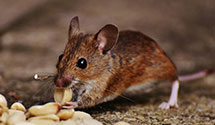 wildlife-removal Experts in Portland